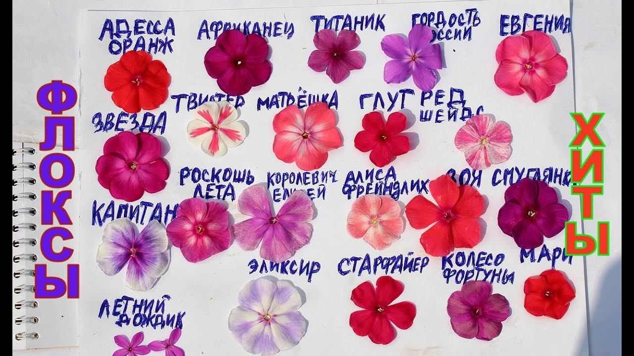 Флоксы хиты