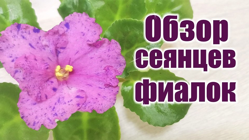 Обзор сеянцев фиалок. Почему долго ждём полноценного цветения. Пересадка/Своя селекция.