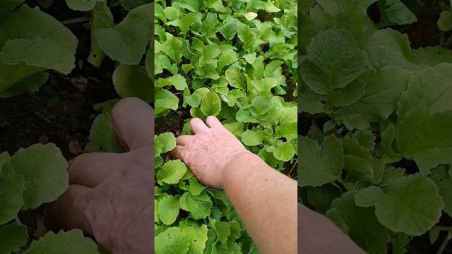 Вкусная редиска поспела!,🐱😂🦋