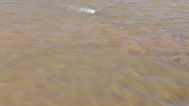 Кастинговая сеть, рыбалка с берега.