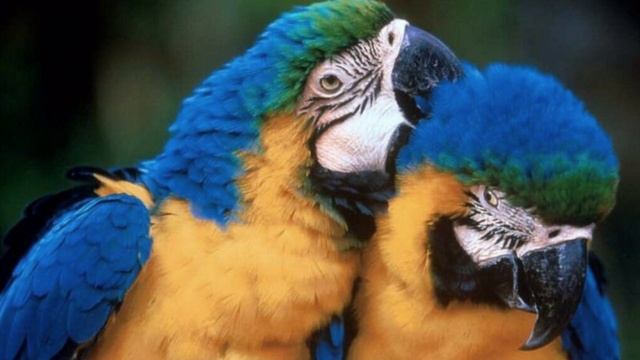 Мир животных.mpg