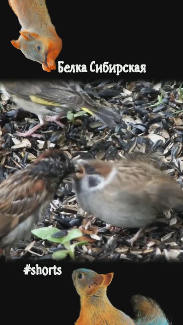 Воробей кормит птенчика