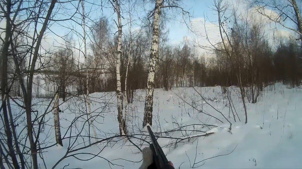 Заяц предатель сдал своего. Охота на зайца беляка