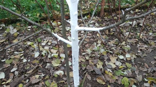 Как правильно формировать ярусы на стволах?Формировка кроны