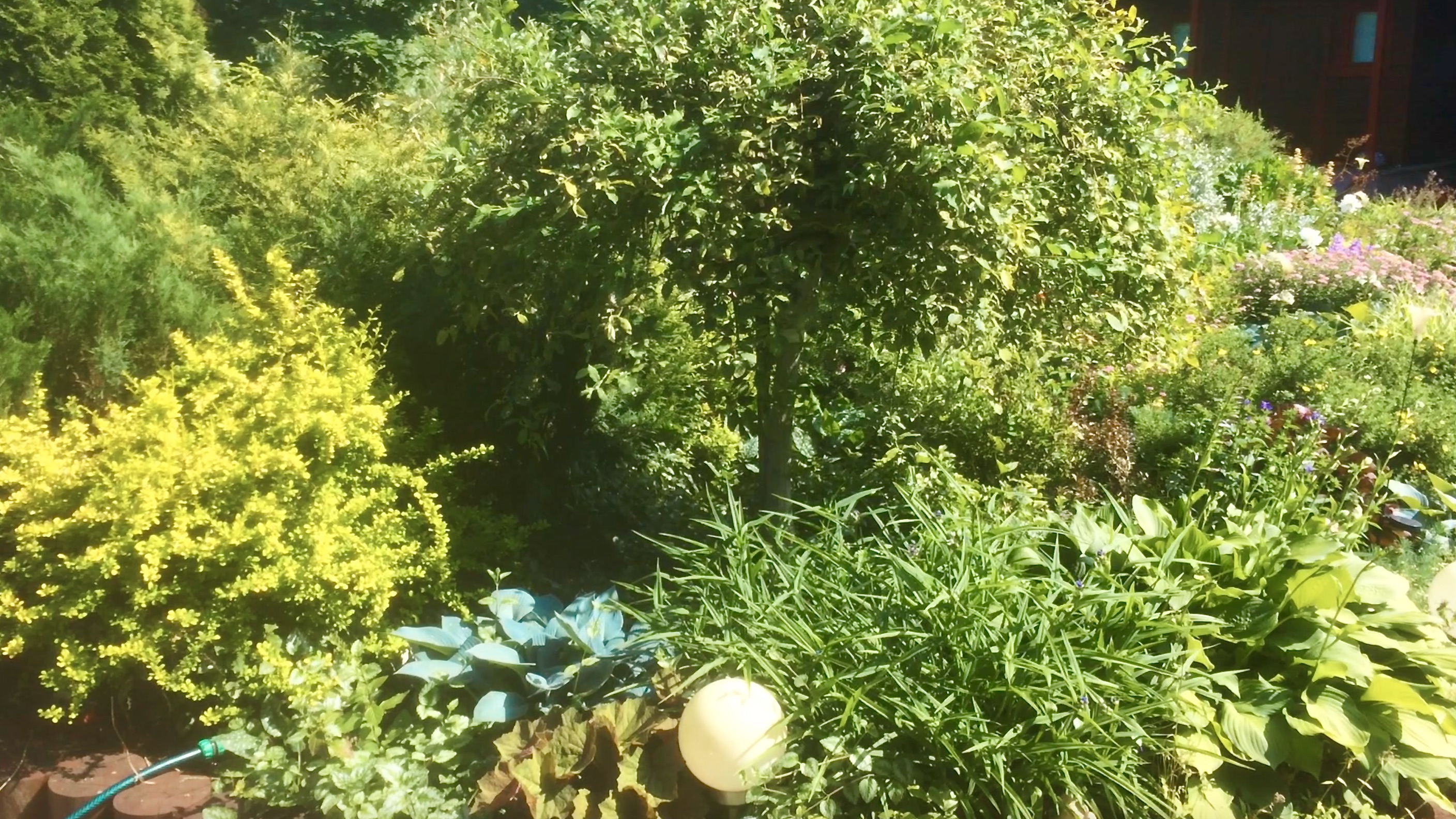 Ива козья Килмарнок / РОЗЫ / БУКВИЦА КРУПНОЦВЕТКОВАЯ / ХАУТТЮЙНИЯ / черенки ивы плакучей.