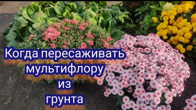 Хризантема мультифлора. Когда пересаживаю в горшок для хранения в подвале.