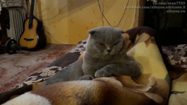 Кот Лапик отдыхает и обдумывает планы на будущее. Вислоухий шотландец.