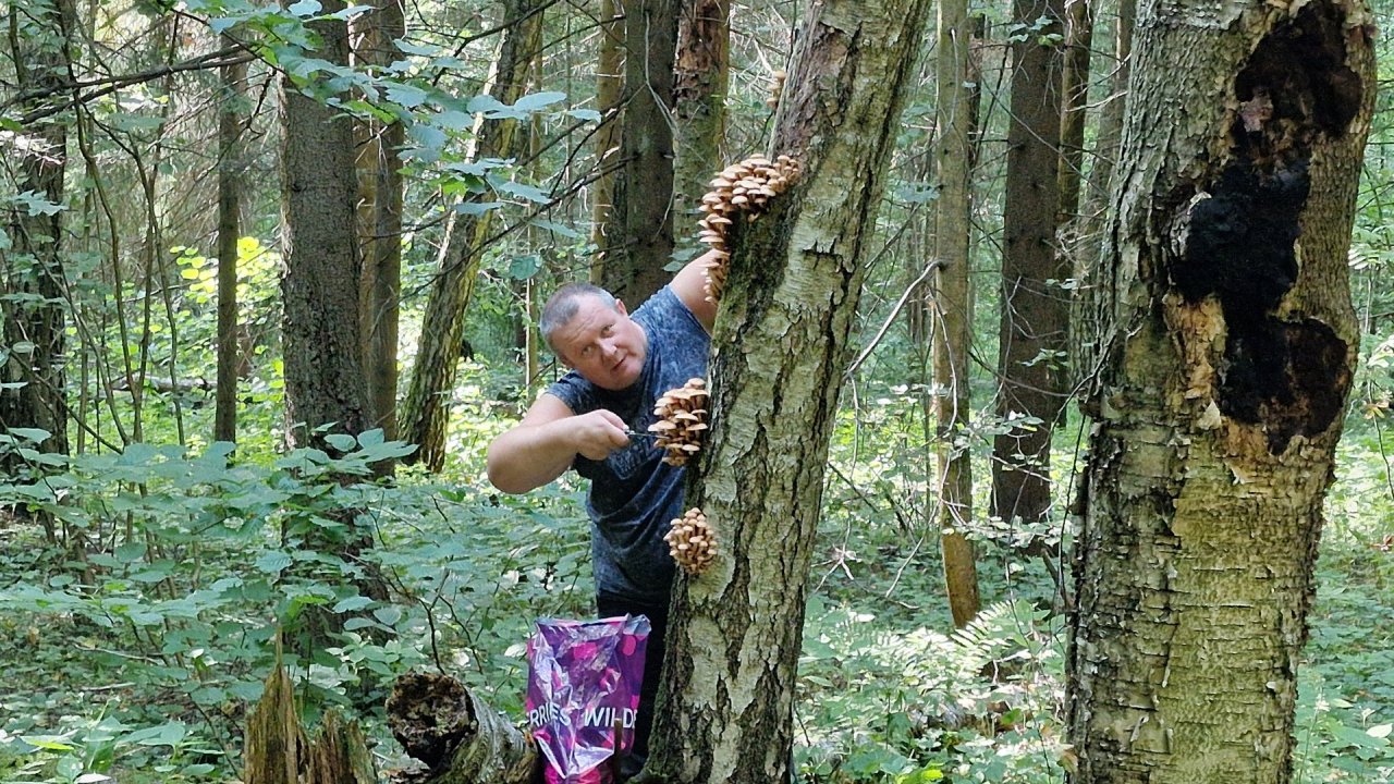 ПОЛНЫЙ ЛЕС ОПЯТ🍄УСПЕЙ СОРВАТЬ😱ГРИБЫ ПОДМОСКОВЬЯ 2024 16.08.24