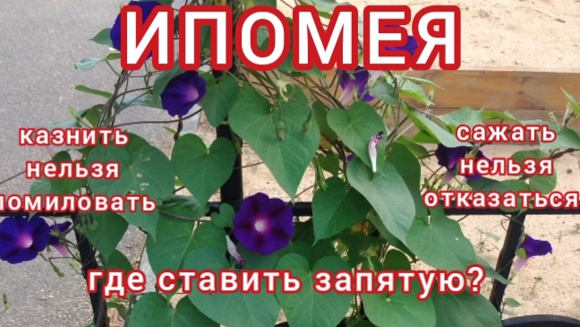 Ипомея. Запрещённая и великолепная