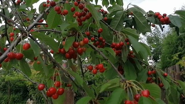 зреет моя привитая черешня на даче.