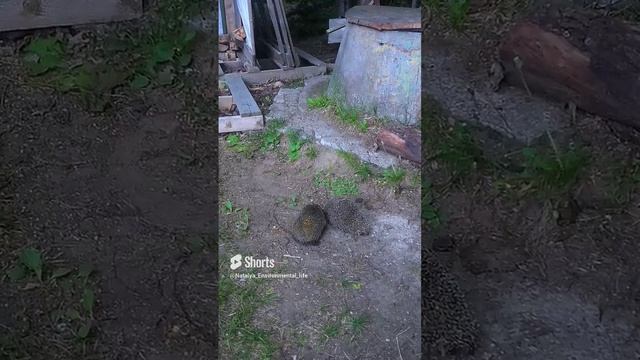 Смертельная битва ежиков