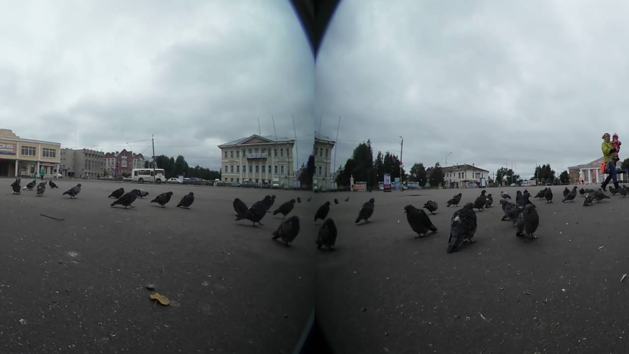 Samsung Gear 360 - Birds