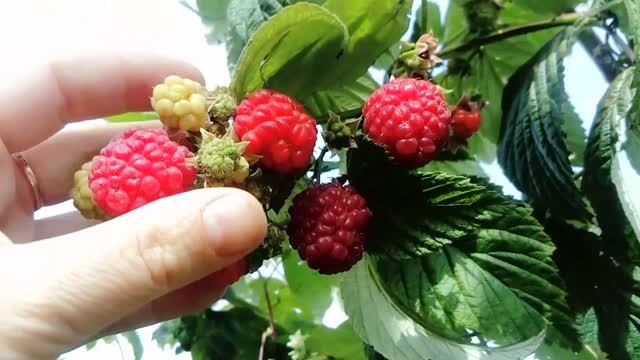 Созрела малина на даче после заморозков 11.10.2020