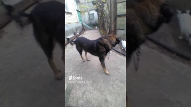 0.26.DARICK.×427.¥$.ДОМ.ЕДА.КОТЫ.2ШТ.В ЕГО МИСКЕ.PROPHET. SHCHERBAKOV. ЩЕРБАКОВ АРТЕМ. DOG. СОБАКА.