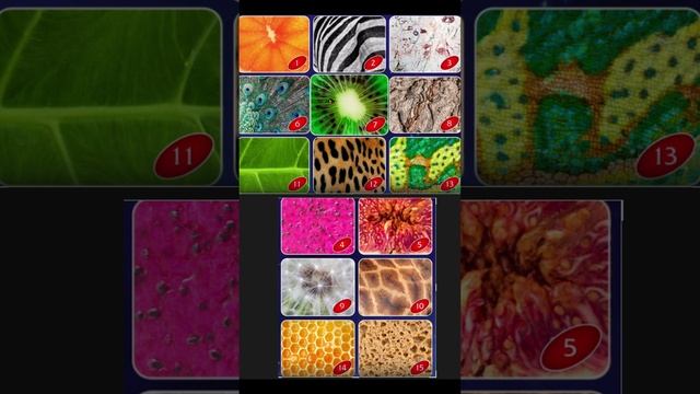 Найди картинки с окрасом животных!