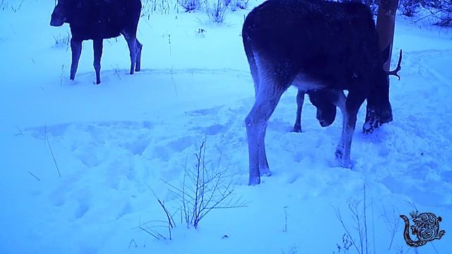 Лоси - шуточные бодалки
