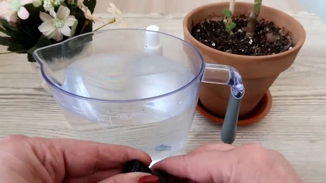 НЕСКОЛЬКО КАПЕЛЬ творят ЧУДЕСА с ГЕРАНЬЮ