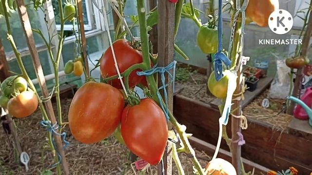 Сибирь. Обзор и дегустация томата Минусинские бычки