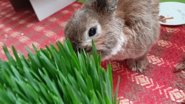 Ушастая газонокосилка