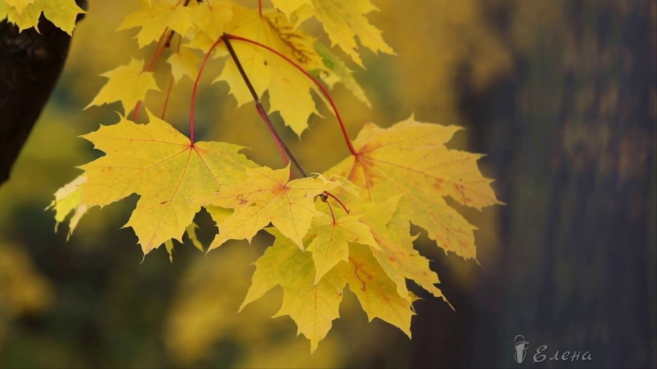 Осень*   Вечереет