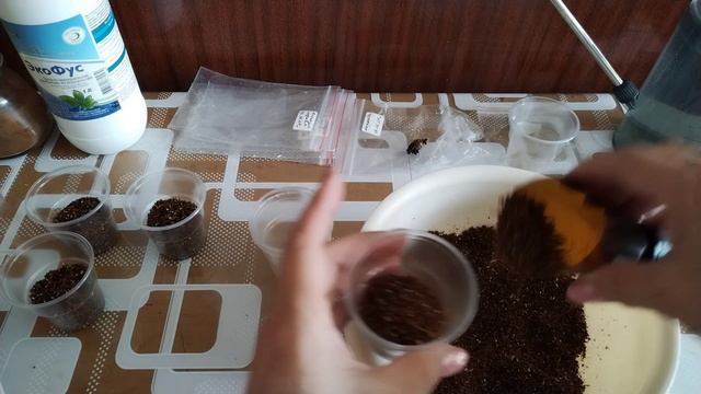 Клубни Алоказий из аква грунта в какос + + +