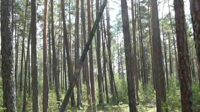 Ориентирование по часам без стрелок