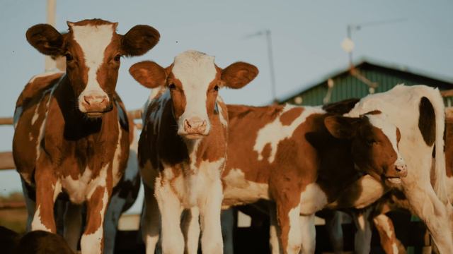 Флорикол: лечение респираторных заболеваний у животных