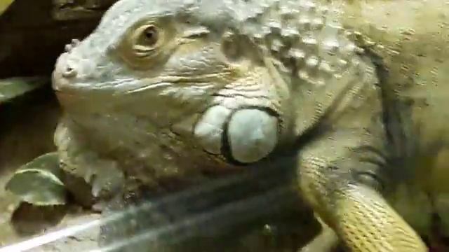 #Московский #Зоопарк #животные #птицы #1000 #магазин.
Для всей семьи большое удовольствие - зоопарк.