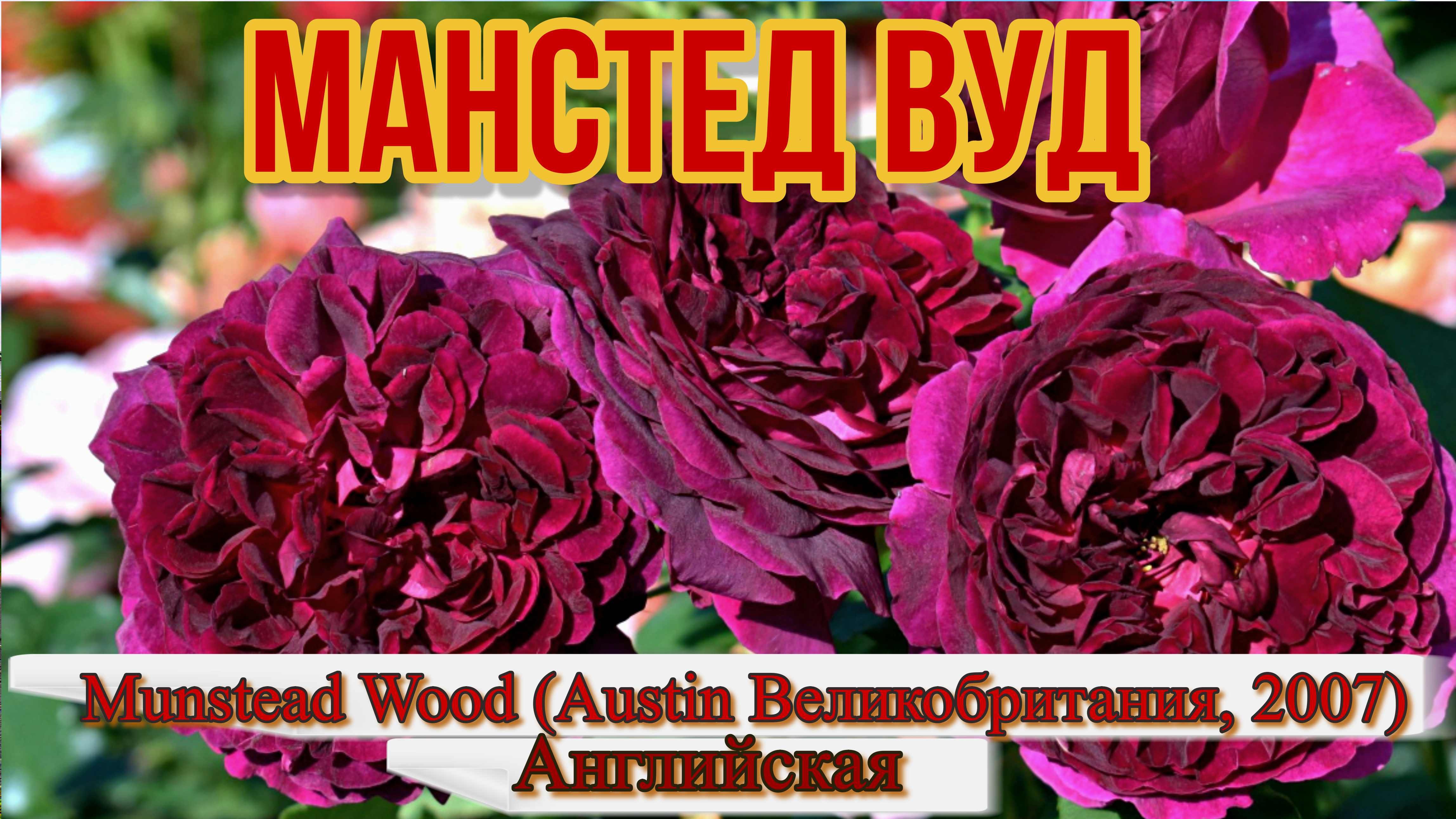 Роза Манстед Вуд - Munstead Wood (Austin Великобритания, 2007)