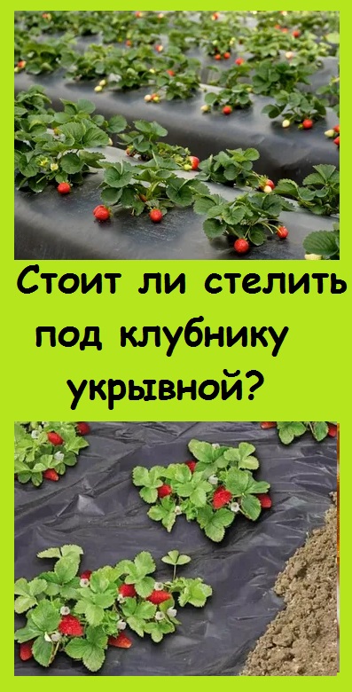 Прошу совета СТОИТ ЛИ УКРЫВНЫМ материалом ЧЕРНЫМ закрывать КЛУБНИКУ?
#дача #сад #огород