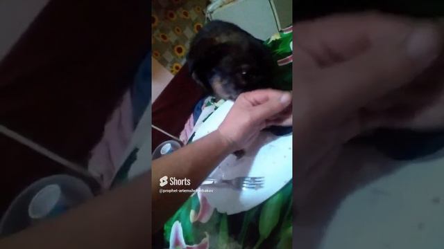 0.58.££.DARICK.УКУС.РЫЧИТ.КУХНЯЗАТАРЕЛКОЙ.× №397;.PROPHET. SHCHERBAKOV. ЩЕРБАКОВ АРТЕМ. DOG. СОБАКА.