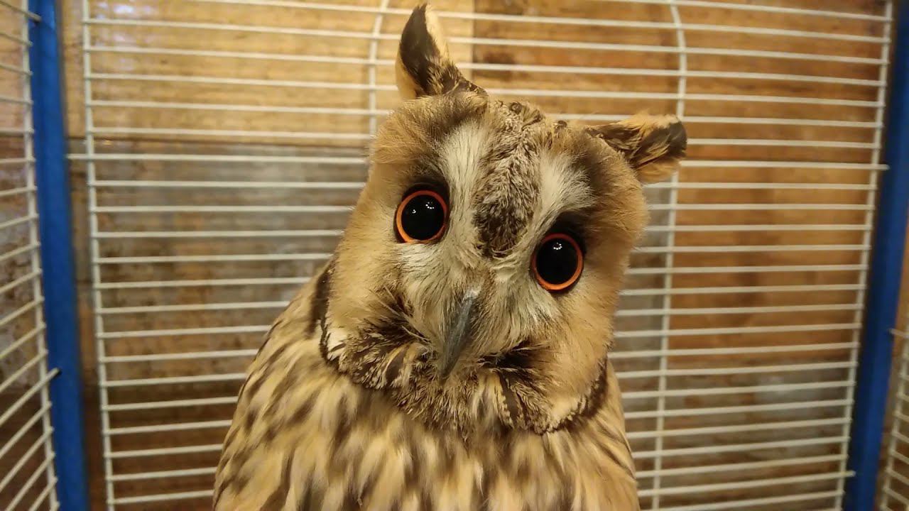 Питомник экзотических животных "У Лукоморья" в Тюмени