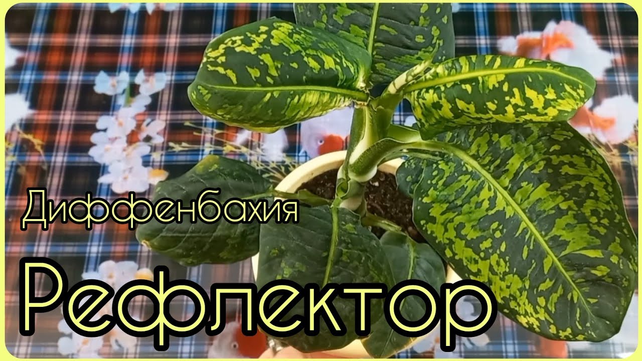 Признаки, что растение пора пересадить?Диффенбахия Рефлектор?Состав грунта?Дренаж?Уход?