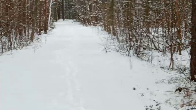 По следам зайцев . Лишайники .