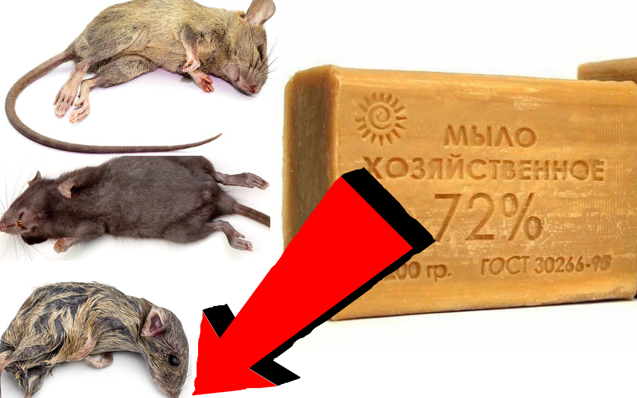 Как быстро избавиться от мышей За 3 Секунды!!!...