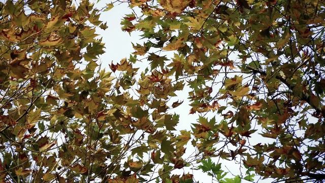 Музыка для расслабления.