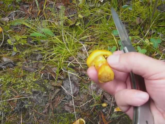 Грибная тайга. Осень - пора маслят