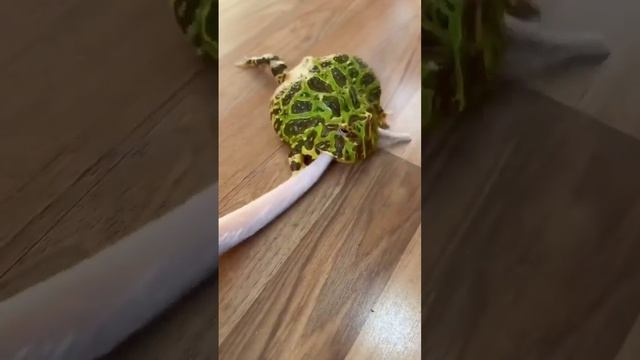 Коварная лягуха