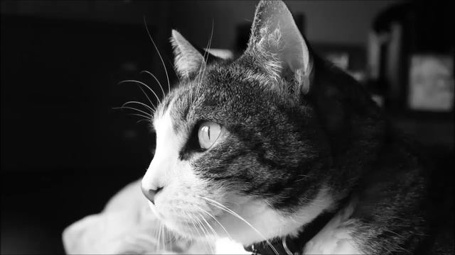 мурчание кота. приятное мурлыканье кошки для сна 5 часов