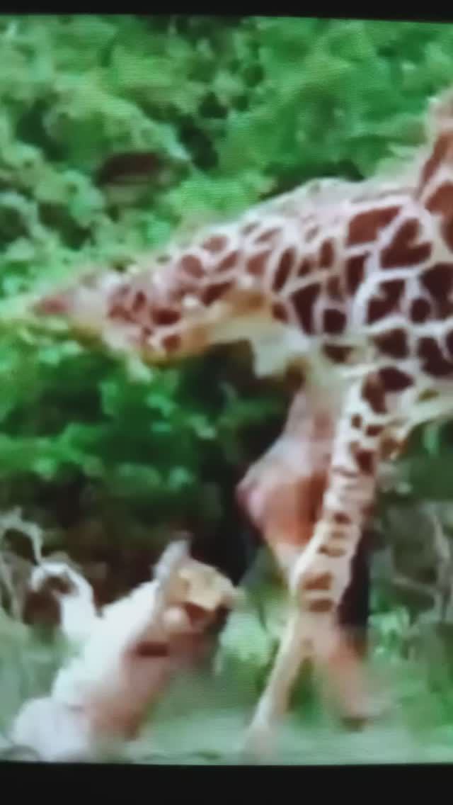 ЖИРАФ защищает ЖИРАФИКА😳#Shorts