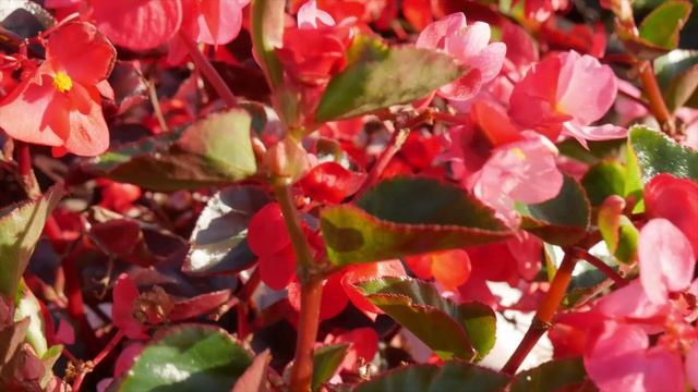 Бегония вечноцветущая ВИКИНГ