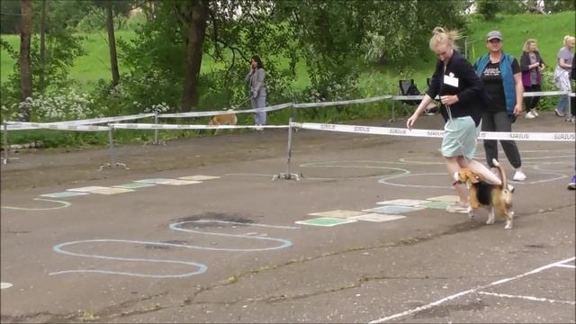 Бигль, выставка собак видео, Великий Новгород 2022.mp4