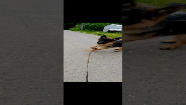 Немецкая овчарка кличка "Граф" возраст 6 месяцев.