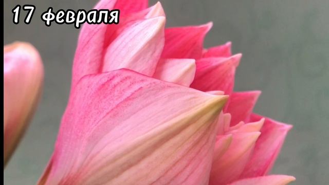 Гиппеаструм "Double Dream"