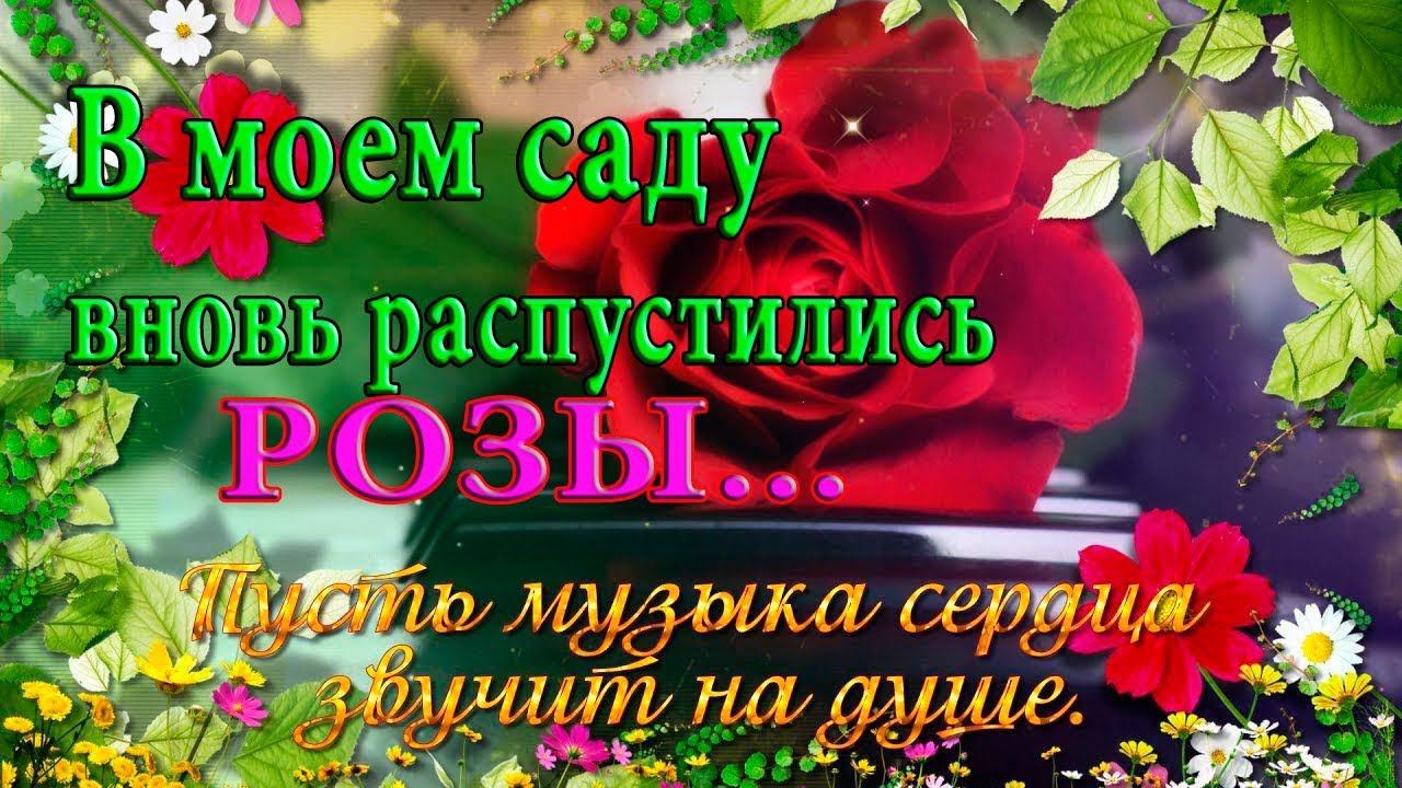 РОЗЫ*  Мой сад