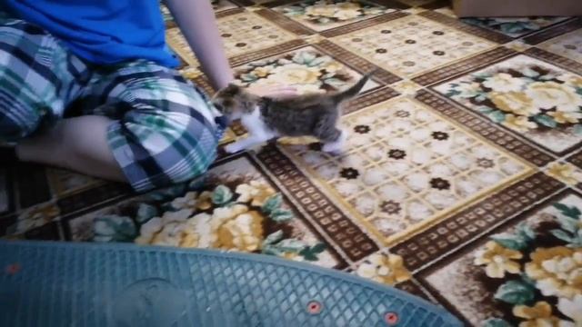 КОРМЛЕНИЕ КОТЁНКА ИЗ БУТЫЛОЧКИ