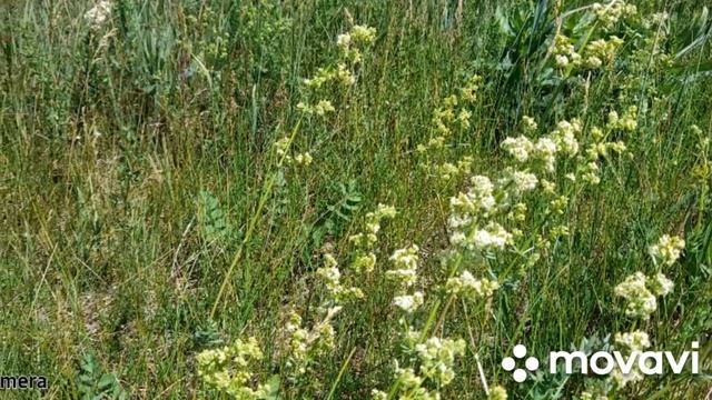 Троица.День медика.Природа.