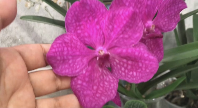 Обнаружена сломанная стрелка стюартианы во время обзора! Попробуем исправить.