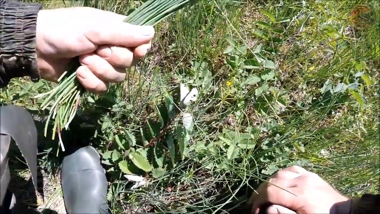 Дикий лук (Будни охотника и рыбака)