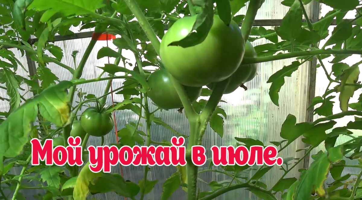 Мой урожай огурцов и томатов на четвертое июля